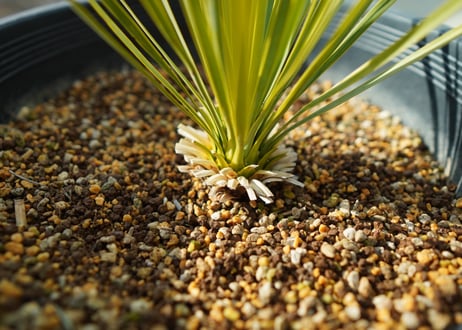 ユッカ　ロストラータ　yucca rostrata No.2