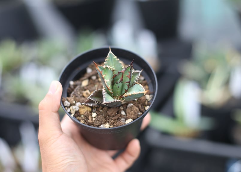 レッドキャットウィーズル　コンパクト美株 レッドキャットウィーズル コンパクト美株