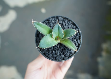 アガベ　チタノタ　FO-76　Agave titanota  FO-76　No.4