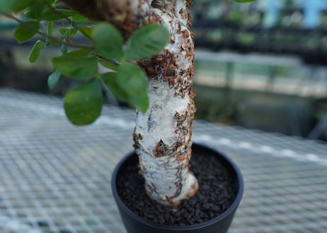 コミフォラ オルビクラリス　commiphora orbicularis
