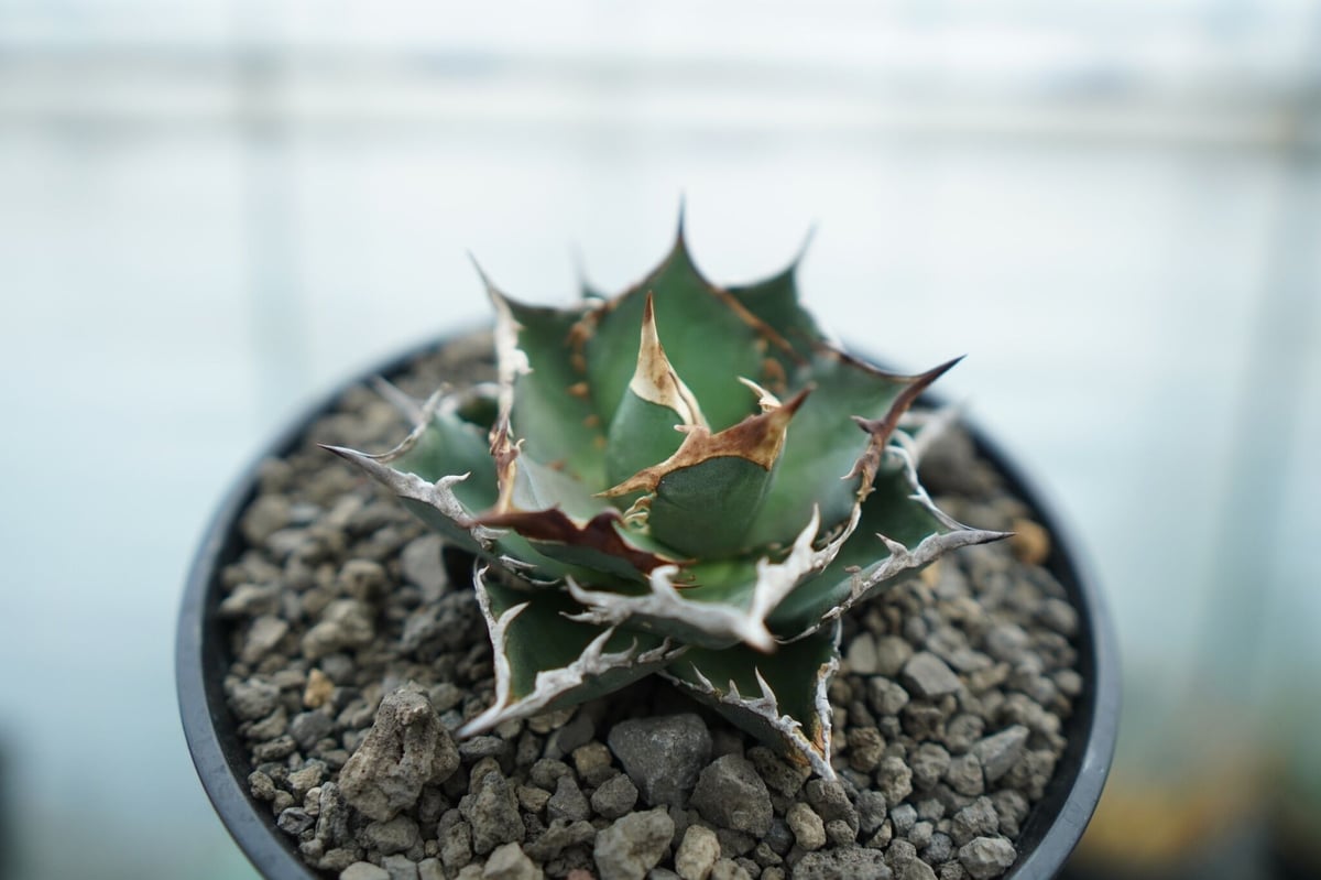 アガベ　FO-076　select株（コピスガーデン産） 2株セット アガベ FO-076 select株（コピスガーデン産） 2株セット アガベ