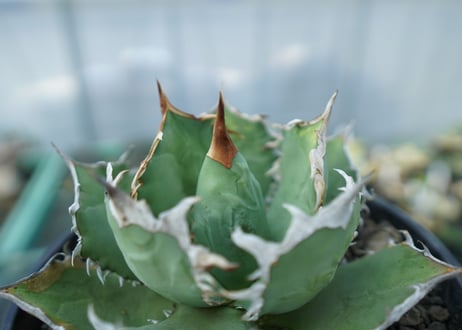 アガベ チタノタ R agave titanota R