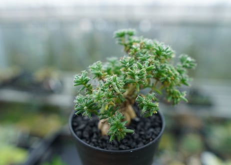 トリコディアデマ ステラツム　Trichodiadema stellatum  No.1