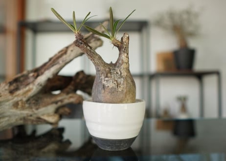 パキポディウム　グラキリス　 Pachypodium Gracilius