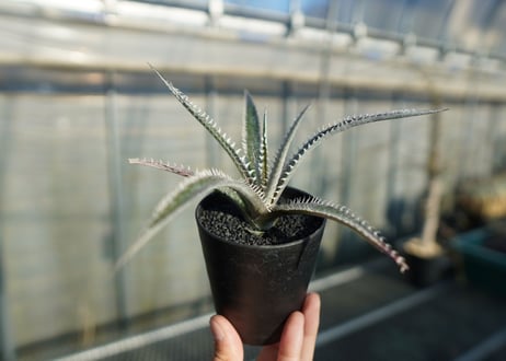ディッキア　ジョーズ　Dyckia Jaws