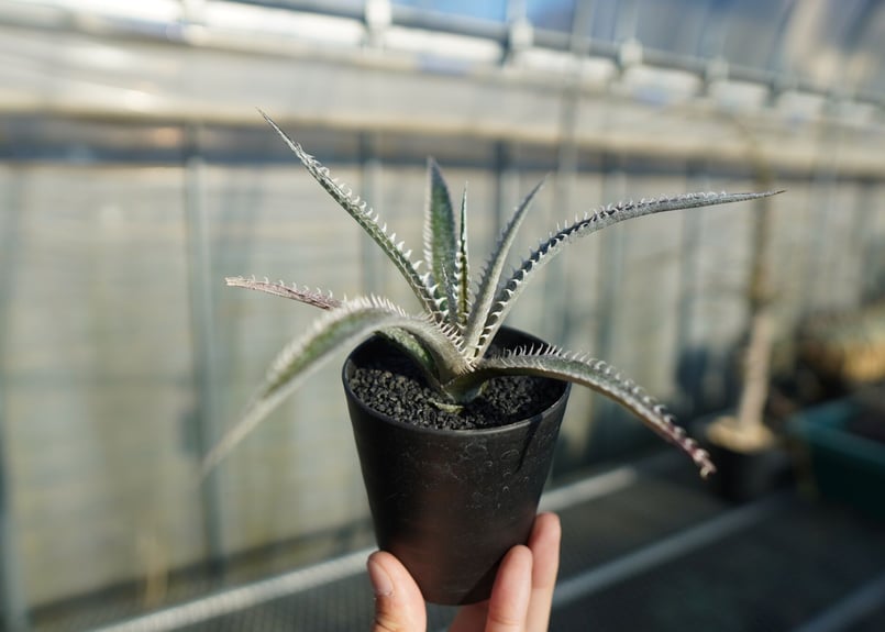 ディッキア ジョーズ Dyckia Jaws | mana's farm:塊根植物・アガベ・ド