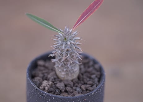 パキポディウム　伊藤ハイブリッド　 Pachypodium 'Itoh Hybrid'