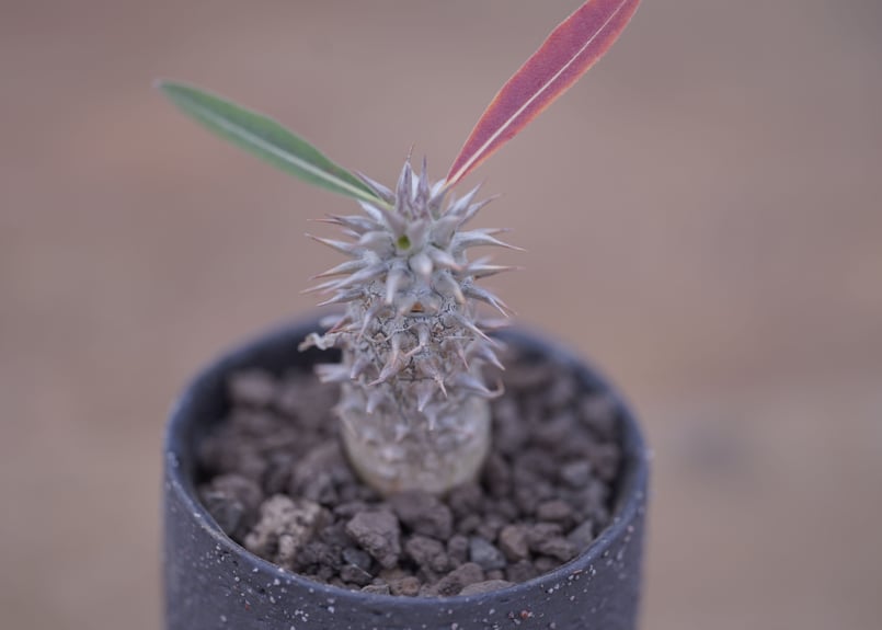 パキポディウム 伊藤ハイブリッド Pachypodium 'Itoh Hybrid' | m パキポディウム 伊藤ハイブリッド Pachypodium 'Itoh Hybrid' | m