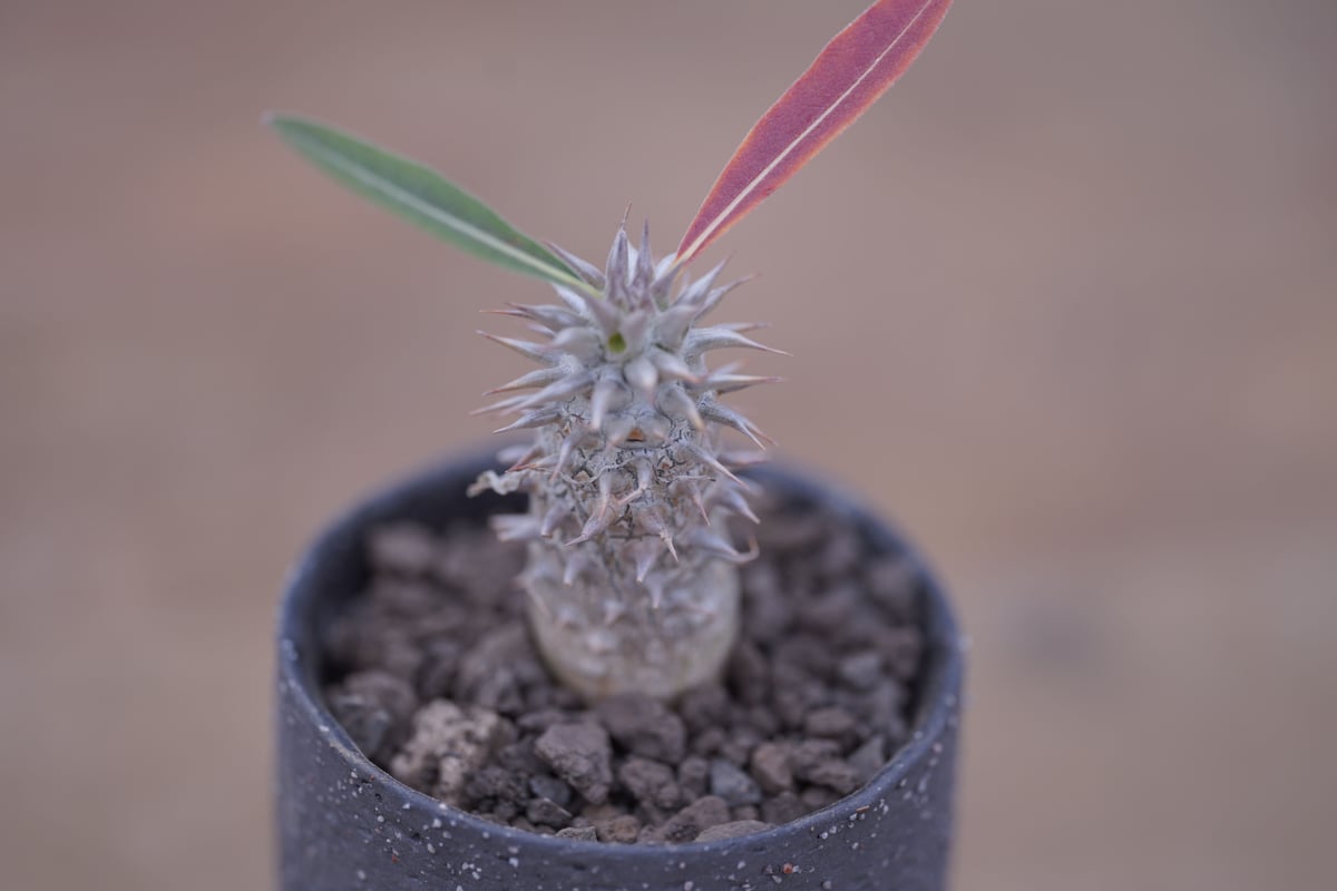 パキポディウム 伊藤ハイブリッド Pachypodium 'Itoh Hybrid' | m