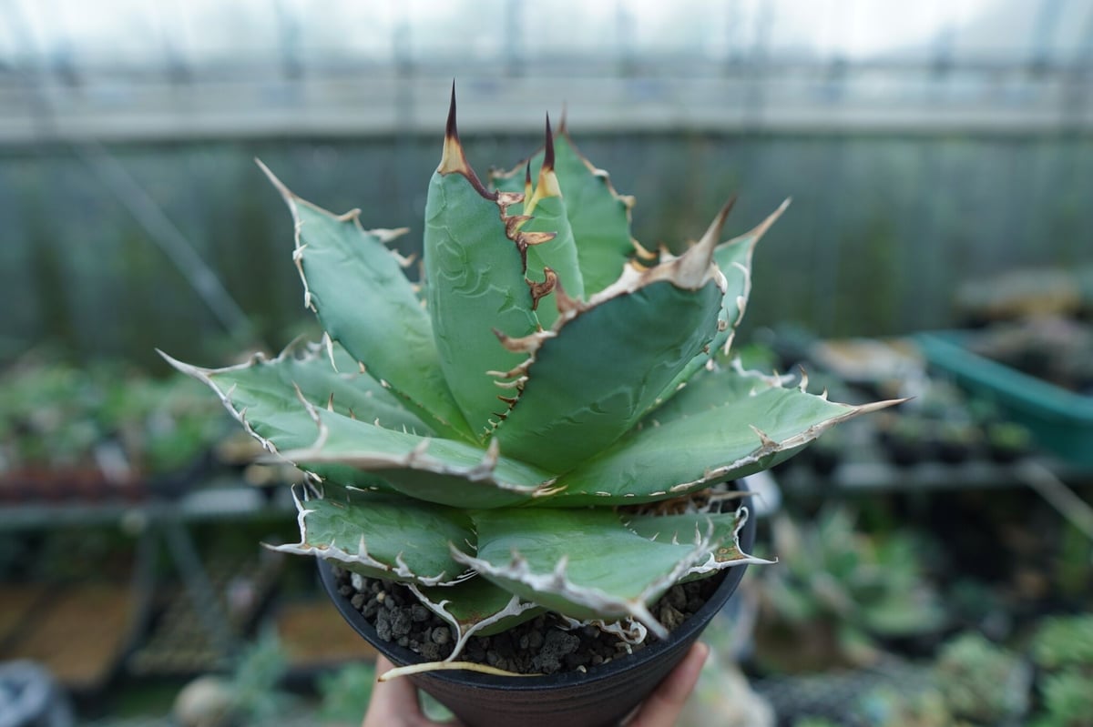 アガベ チタノタ FO-76 agave titanota FO-76 No.3 | ma
