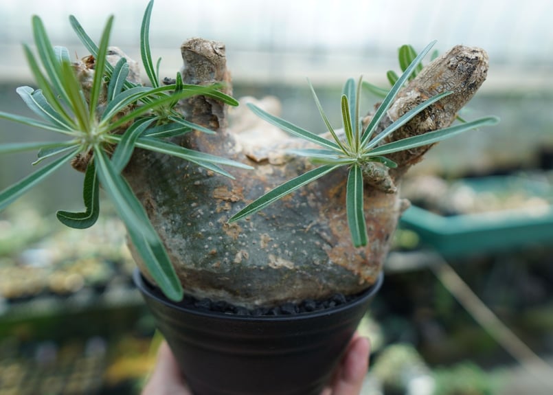 パキポディウム グラキリス Pachypodium Gracilius No.3 | ma パキポディウム グラキリス Pachypodium Gracilius No.3 | ma