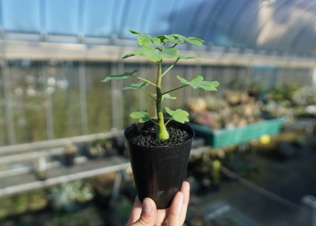 アデニア　グラウカ　Adenia glauca  No.1