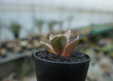アガベ　チタノタ　鬼爪雪峰  Agave titanota “Onitsume Yukimine” 子株　No.2