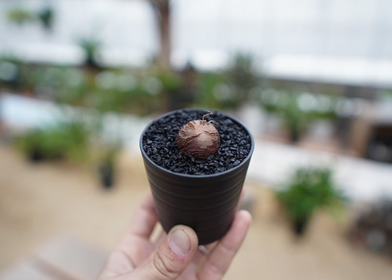 亀甲竜 No.81 | mana's farm:塊根植物・アガベ・ドライガーデン植物