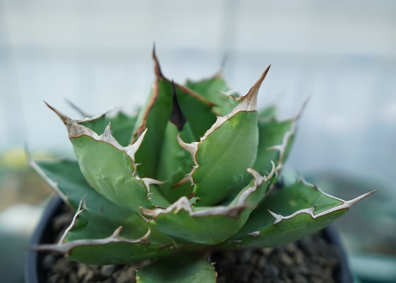 アガベ チタノタ FO-76 agave titanota FO-76 No.1 | man