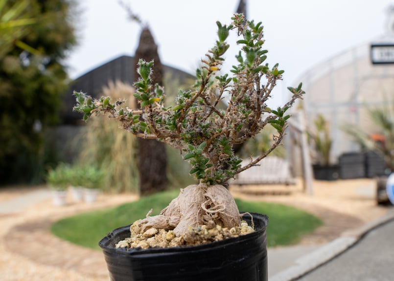 トリコディアデマ 姫紅小松 | mana's farm:塊根植物・アガベ・ドライ