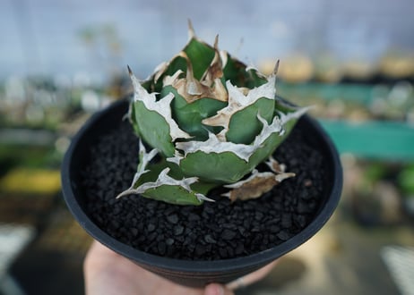 アガベ　チタノタ　螃蟹　Agave Titanota crab