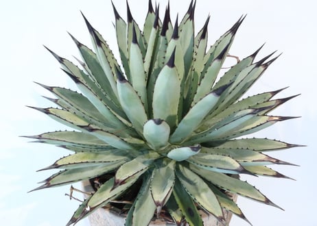 Agave macroacantha 'Icicle' BLUE FORM