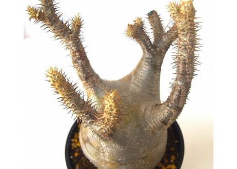 Pachypodium    パキポディウム　グラキリス 未発根