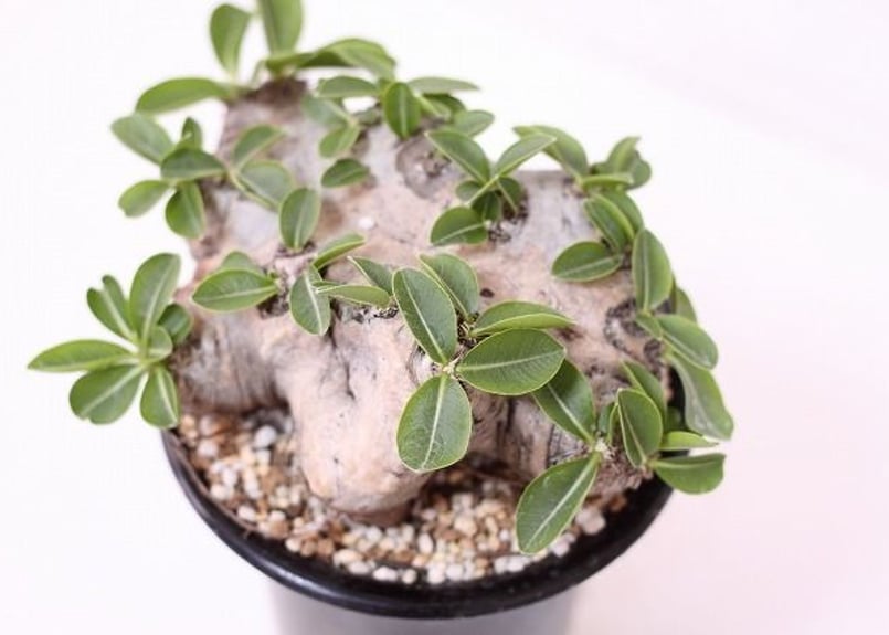 Pachypodium brevicaule パキポディウム ブレビカウレ 恵比寿笑い n