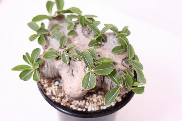 恵比寿笑ブレビカウレ NO2 Pachypodium brevicaule Pachypodium brevicaule パキポディウム ブレビカウレ 恵比寿笑い n