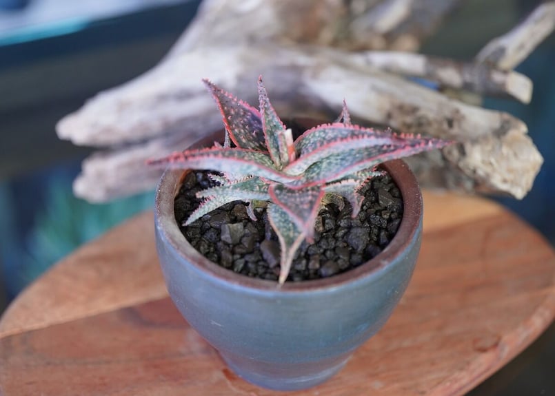 Aloe Coral Edge | mana's farm:塊根植物・アガベ・ドライガーデン植