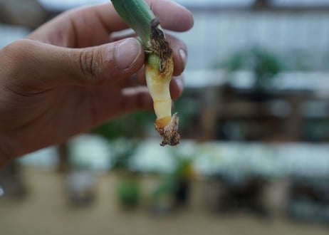 アガベ　チタノタ　黒火焔　agave titanota Black fire