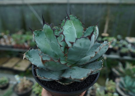アガベ　チタノタ　 ブラックアンドブルー 　Agave titanota black and blue　No.2