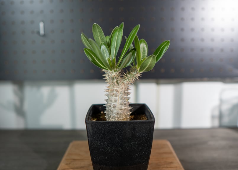 パキポディウム 伊藤ハイブリッド | mana's farm:塊根植物・アガベ