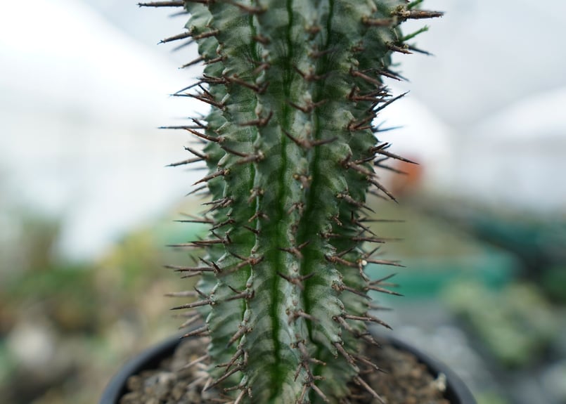 ユーフォルビア ホリダ ゼブラホリダ horrida 塊根植物 ユーフォルビア ゼブラホリダ Euphorbia horrida var. zebrina |