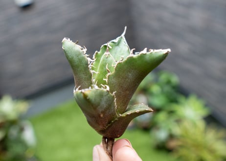 Agave titanota 白鯨嚴龍 カキコ NO.3