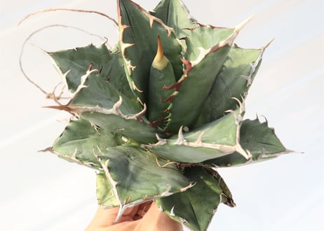 Agave titanota FO-76 compacta dwarf  no.3