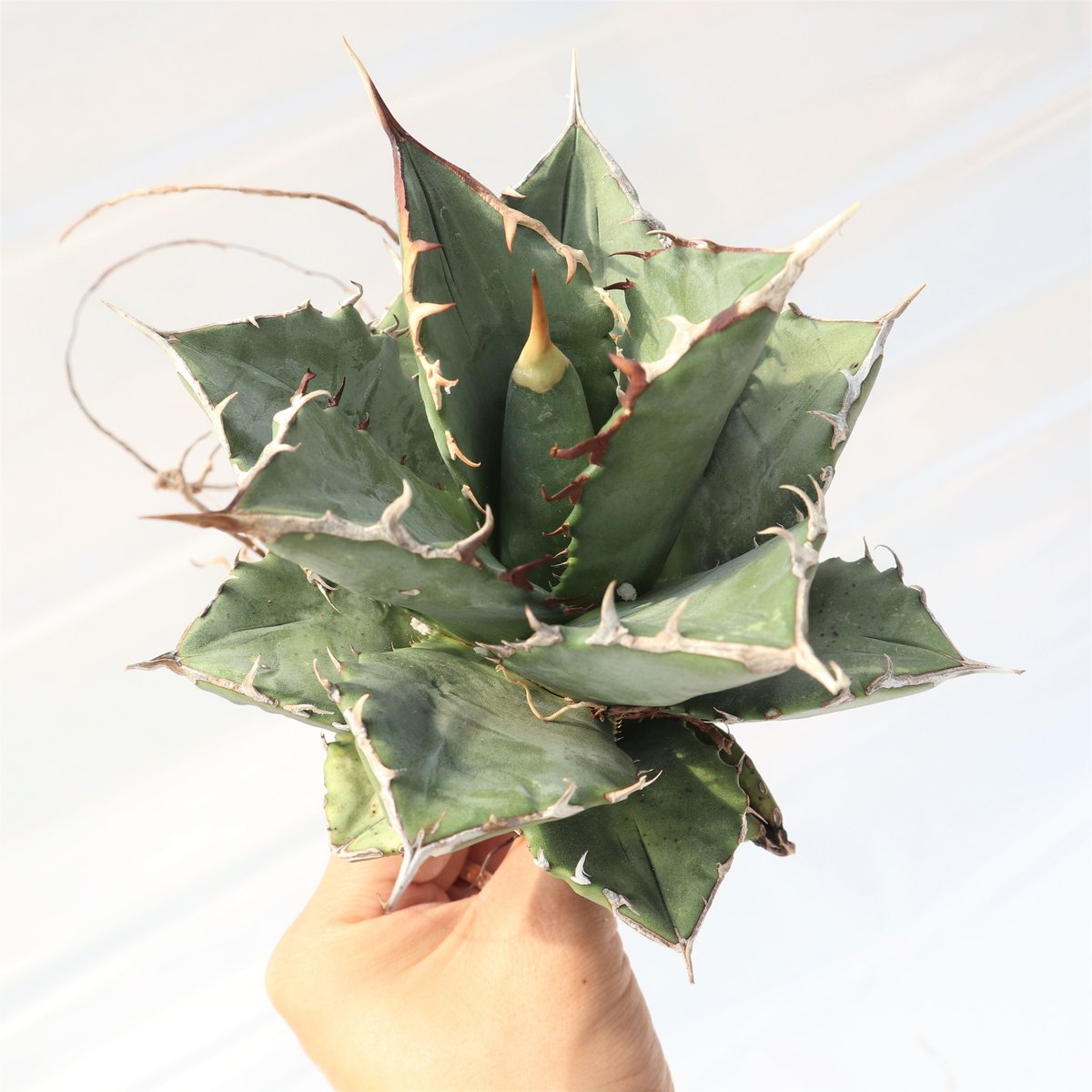 Agave titanota Compacta 観葉植物 fit=scale-down,w=1200