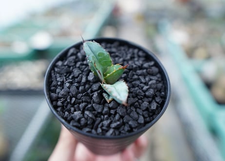 アガベ　チタノタ　 ブラックアンドブルー 　Agave titanota black and blue　No.19