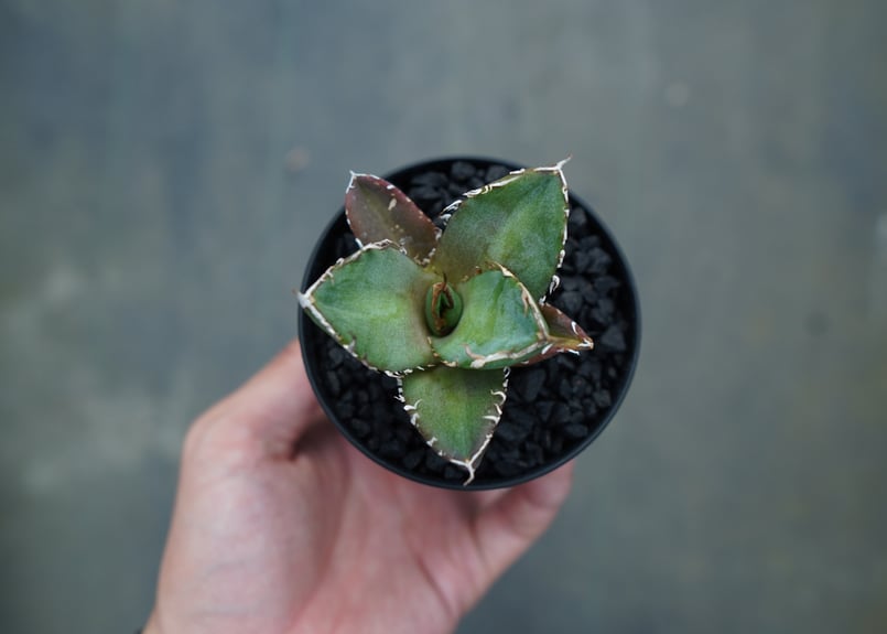 アガベ チタノタ 鬼爪雪峰 Agave titanota “Onitsume Yukimin