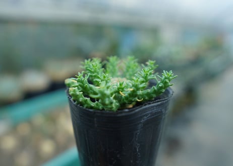 ユーフォルビア　ゴルゴニス　Euphorbia gorgonis  No.2