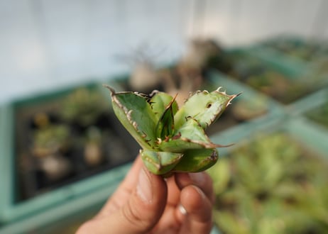 【抜き苗】アガベ　チタノタ　黄覆輪　Agave titanota variegata
