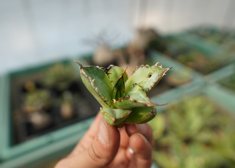 抜き苗】アガベ チタノタ 黄覆輪 Agave titanota variegata | ma