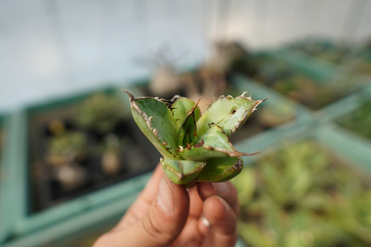 抜き苗】アガベ チタノタ 黄覆輪 Agave titanota variegata | ma