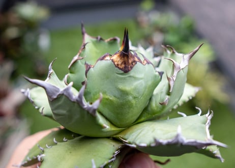 Agave titanota dwarf 姫厳龍NO.8