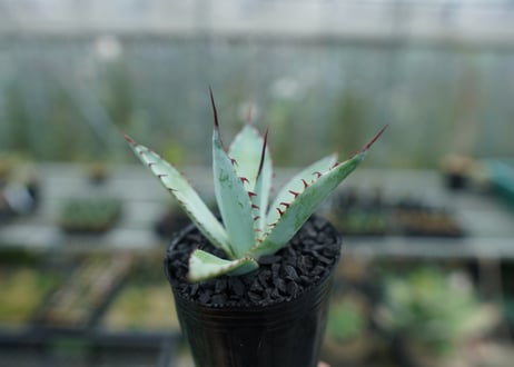 アガベ　屈原の舞扇 Agave 'Kutsugen no Maiougi'   No.1