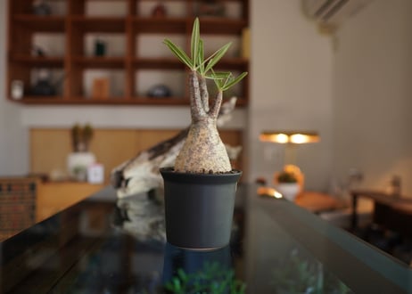 パキポディウム　グラキリス　 Pachypodium Gracilius
