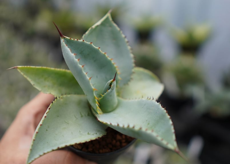 アガベ ドラゴントゥース 《2》 | mana's farm:塊根植物・アガベ