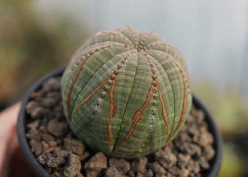 yasukaru 巨大サイズ ユーフォルビア オベサ 販売 yasukaru 巨大サイズ ユーフォルビア オベサ 販売 大きいサイズ