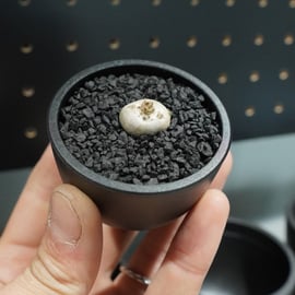 700株以上の中から厳選した沖縄株をアップします。 | mana's farm:塊根