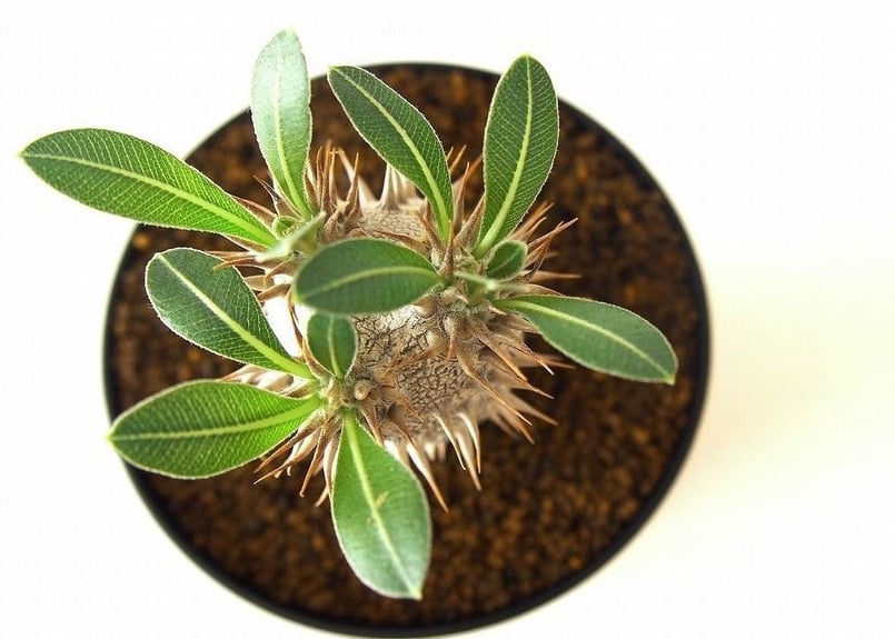 パキポディウム ロスラーツム Pachypodium rosulatum no.2 | ma