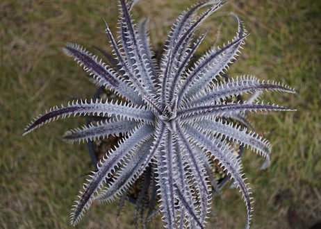 Dyckia (BSF3D11 x Bangkok Star#1)x Nagas PS#02 sueb hybrid