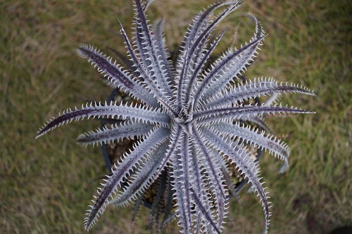 ブロメリア・エアープランツ Dyckia BSD11 x Bangkok Star x Red Nagas Dyckia (BSF3D11 x Bangkok Star#1)x Nagas PS#02
