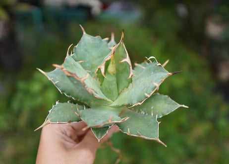 Agave titanota 白鯨 C NO.5