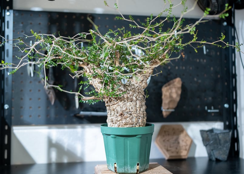 オペルクリカリア パキプス | mana's farm:塊根植物・アガベ・ドライ